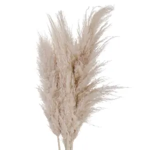 UK Homeliving Cream Pampas grass