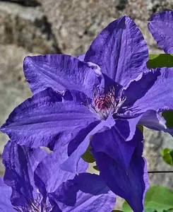 Clematis Lindsay - Huge Deep Purple Flowers On This Compact Climber - 1 X 7cm Pot