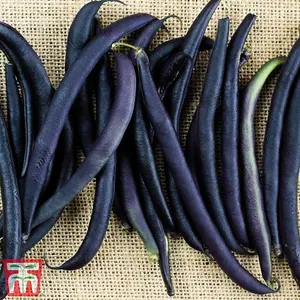 Bean Dwarf French Celine 1 Packet (120 Seeds)