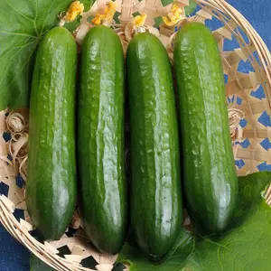 Cucumber Merlin F1 1 Seed Packet