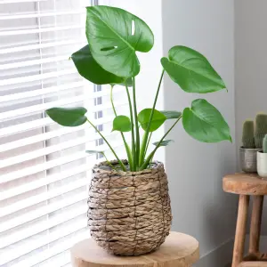 Monstera Deliciosa - Tropical Foliage Icon for Indoor Gardens (14cm, 40-50cm)