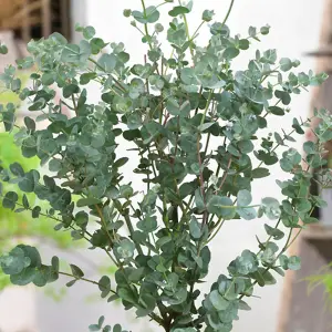 You Garden - Eucalyptus Tree 'gunnii' Standard 60-100cm Tall in a 2 Litre Pot - Outdoor Garden Trees for Pots and Patios