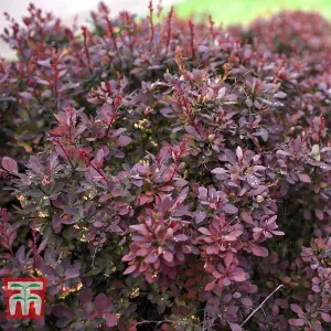 Berberis thunbergii Darts Red Lady 9cm Pot x 1