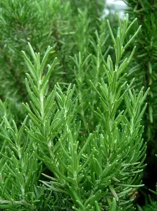 Large Lavender and Rosemary Herb Plants - In 14cm Pots - Ready to Plant