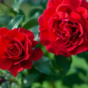 Red Rose (Rosa) Standard (60cm Stem ) 1 Bare Root Plant