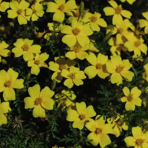 Tagetes Lemon Gem 1 Seed Packet