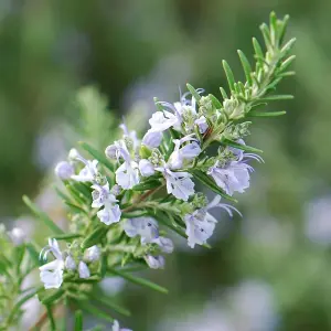 Rosemary Outdoor Shrub Plant Rosmarinus Officinalis 2L Pot