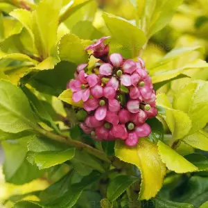 Escallonia Gold Ellen Garden Shrub - Golden Foliage, Pink Blooms, Compact Size, Hardy (15-30cm Height Including Pot)