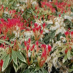 Pieris Flaming Silver (15-25cm Height Including Pot) Garden Plant - Variegated Foliage and Pink Blooms