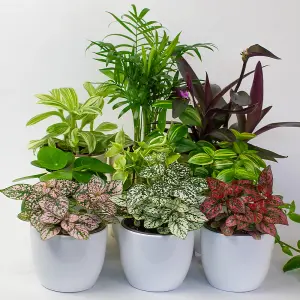 House Plants Indoor - Mix of 9 Real House Plants in 9cm Growers Pots