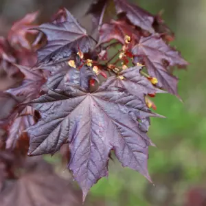 Crimson King Norway Maple Tree Ornamental Acer Platanoides Bare Root 1.2m