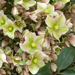 Helleborus 'Winter Sunshine' Elegant Winter-Blooming Hellebore (20-30cm, 3L Pot)