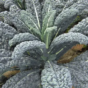 Kale 'Yurok' F1 Hybrid - 1 Seed Packet (30 Seeds)