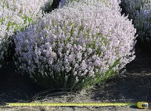 1 x Lavender 'BeeZee Pink' in 9cm Pot - Summer Colour for Scented Gardens