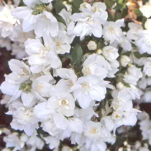 Philadelphus Mrs E L Robinson Garden Shrub - Fragrant White Flowers, Compact Size (10-30cm Height Including Pot)