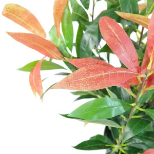 80cm Artificial Red and Green Ficus Plant