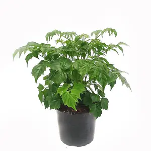 House Plant - China Doll Plant - 12 cm Pot size - 20-30 cm Tall - Radermachera Sinica - Indoor Plant