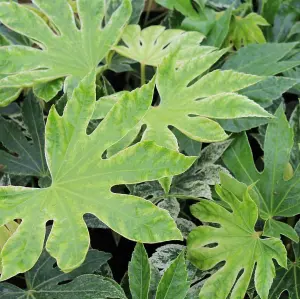 2 x Fatsia Japonica 'Spiders Web' in a 9cm Pots - Castor Oil Plant - Evergreen