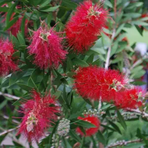 Callistemon Citrinus Bottlebrush Shrub - Bright Red Bottlebrush-Like Blooms (10-30cm Height Including Pot)