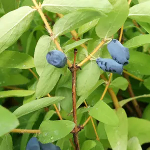 3 x Honeyberry Plant Lonicera Kamschatica 'Balalaika' in a 9cm Pot Fruit Trees for Gardens and Patios