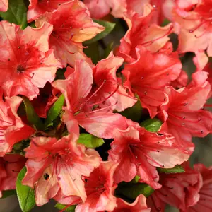 Azalea Geisha Orange - Evergreen Shrub, Exquisite Orange Blooms (20-30cm Height Including Pot)