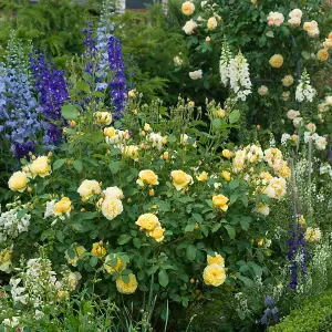 Rose Bush Arthur Bell - Floribunda Rose in a 3 Litre Pot