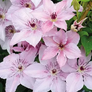 Clematis Pink Fantasy - Pink Blooms, Climbing Vine, Morning Sun (15-30cm Height Including Pot)