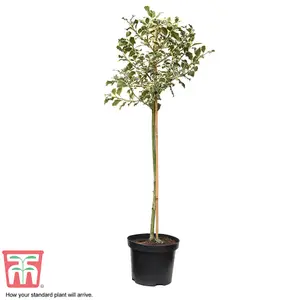 Ilex (Holly) Argentea Marginata Standard 2 Litre Potted Plant x 2