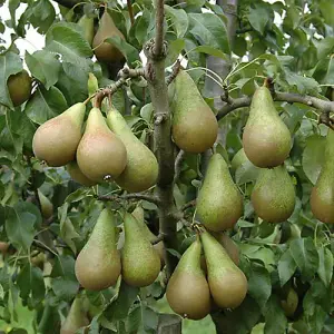 Mini Orchard Fruit Tree Collection, 3 Bare Root Compact Fruit Trees, Apple, Pear & Plum