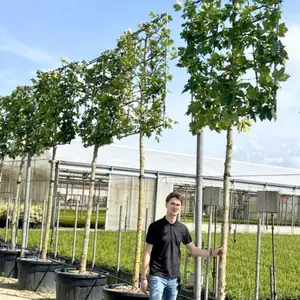 London Plane Pleached Tree with Staking Kit - 200cm Stem and 16cm Girth