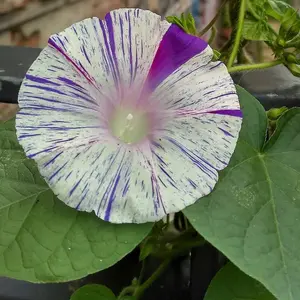 Morning Glory Kiss Me Quick 1 Seed Packet (25 Seeds)