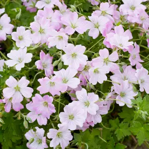 Geranium Dreamland - Pale Pink Flowers, Perennial Plant, Moderate Height (30-40cm Height Including Pot)