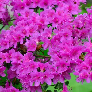 Azalea Purple Plant - Vibrant Blooms, Compact Size, Hardy (20-30cm Height Including Pot)