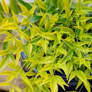 Nandina Brightlight Garden Plant - Vibrant Foliage, Compact Size, Hardy (15-30cm Height Including Pot)