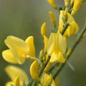 Cytisus Praecox Allgold 3.6 Litre Potted Plant x 2