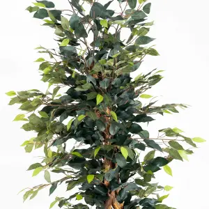 Blooming Artificial - 180cm / 6ft Artificial Ficus Tree