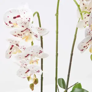 Homescapes White Orchid 56 cm Phalaenopsis in Ceramic Pot