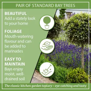 Bay Tree, Pair of Standard Trees, 80cm Tall, Evergreen, Easy to Grow, Cooking Herb (Pack of 2)