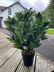 Best Artificial 2ft/50cm Dwarf Bay Tree Potted Laurel Plant for Outdoor Garden