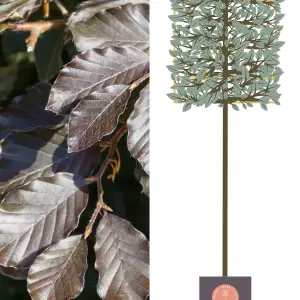 Copper Beech Pleached Tree with Staking Kit - 180cm Stem and 14cm Girth