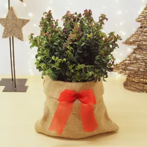 Leucothoe Curly Red Plant in 2L Pot with Hessian Gift Wrap - Dog Hobble Evergreen Shrub - Easy to Grow Christmas Gardening Gift