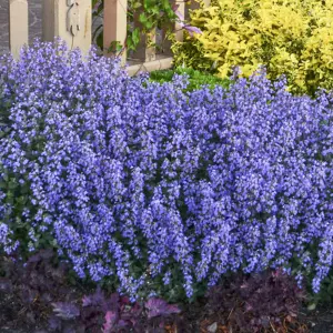 Nepeta Purrsian Blue Garden Plant - Violet-Blue Blooms, Hardy, Compact Size (15-30cm Height Including Pot)