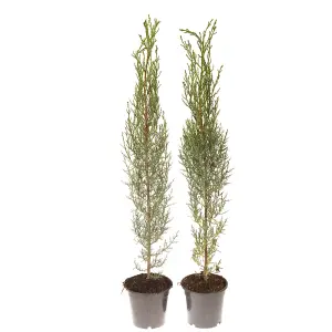 Pair of Italian Cypress Trees, 60-80cm Tall (Pack of 2) in 20cm Pots, Ornamental Evergreen Shrubs