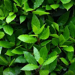 Laurus nobilis, Bay Tree, Large Plant in a 12cm Pot, Cooking Bay Leaf Tree Herb