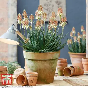 Aloe Safari Sunrise 13cm Potted  Plant x 1