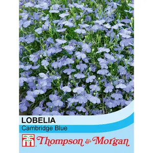 Lobelia Cambridge Blue 1 Packet (1000 Seeds)