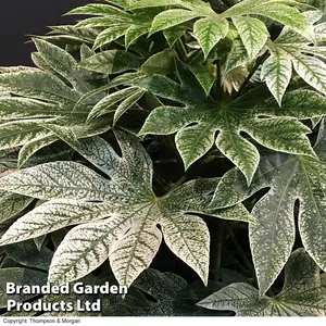 Fatsia japonica Spider's Web 9cm Potted Plant x 3