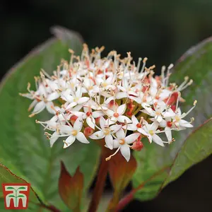 Cornus alba Kesselringii (White Dogwood 9cm Pot x 1