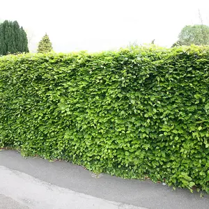 Common Beech Fagus Sylvatica Hedging Plant 10 x Bare Root Plants 1.0m - 1.25m