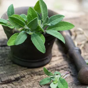 6 x Herb Plants - Including Herbs Like Rosemary - Coriander - Mint - Chives - Lavender - 9cm Pots Ready to Plant